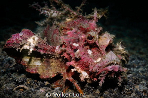 Devil Scorpionfish by Volker Lonz 